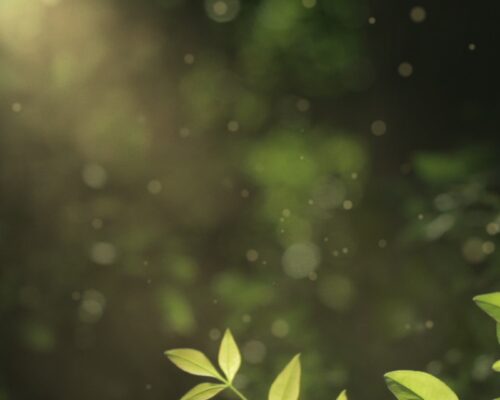 spring_flora_bush-title-1-Wide 16x9 spring_flora_bush-title-1-Wide 16x9